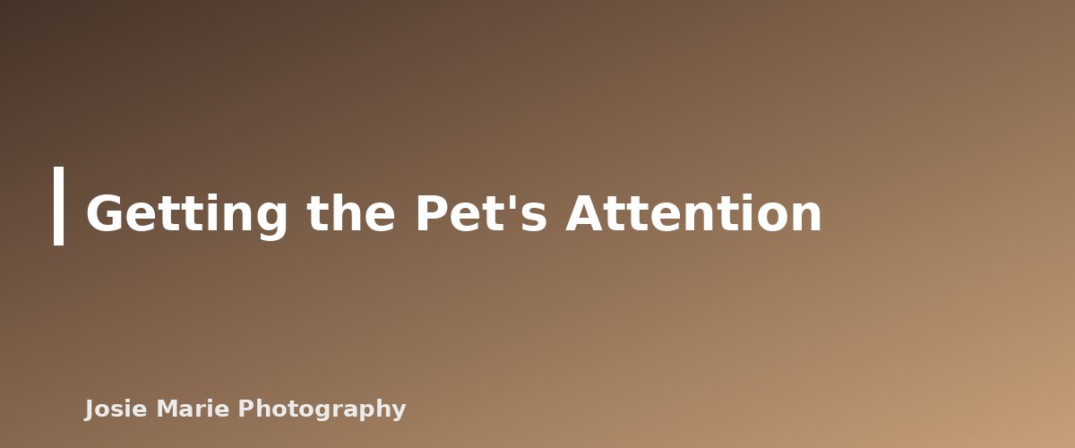 Getting the Pet's Attention - section banner for Pet-Friendly Family Photo Tips